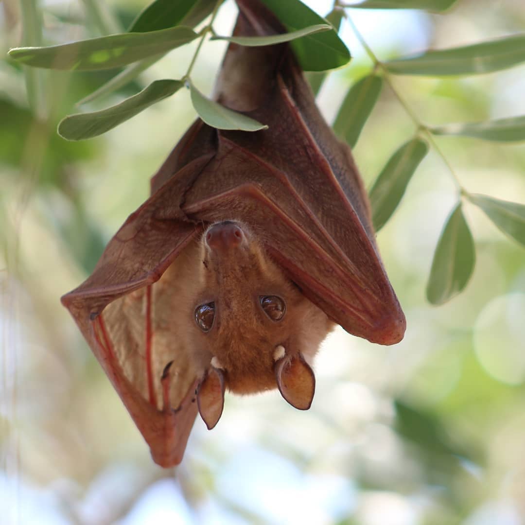 Tlou Safari Lodge - Vampire Bat