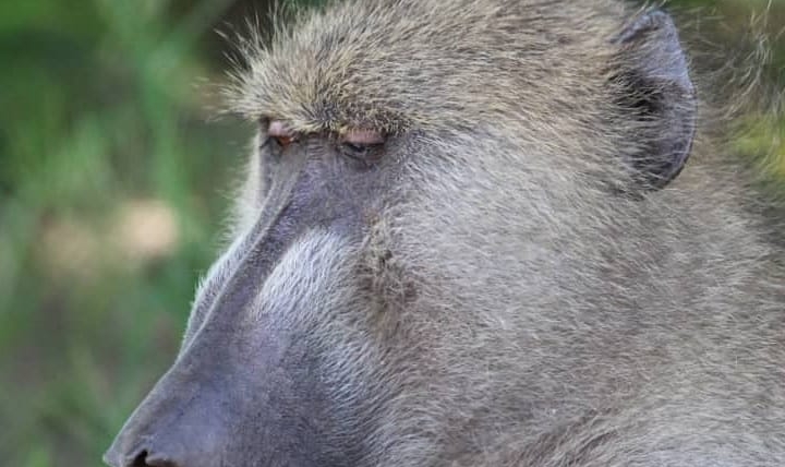 Baboon