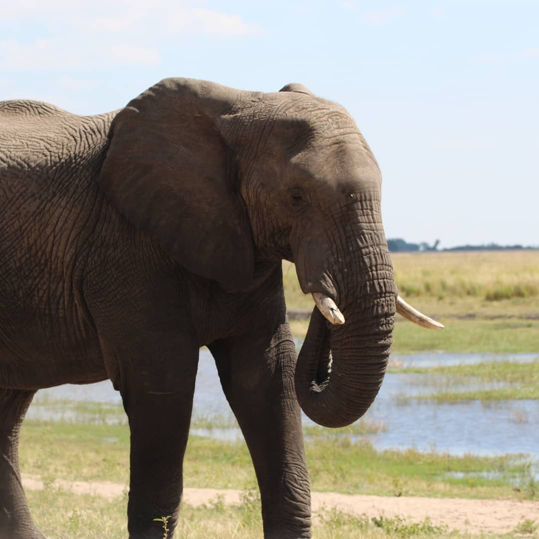 Tlou Safari Lodge - Indian Elephant