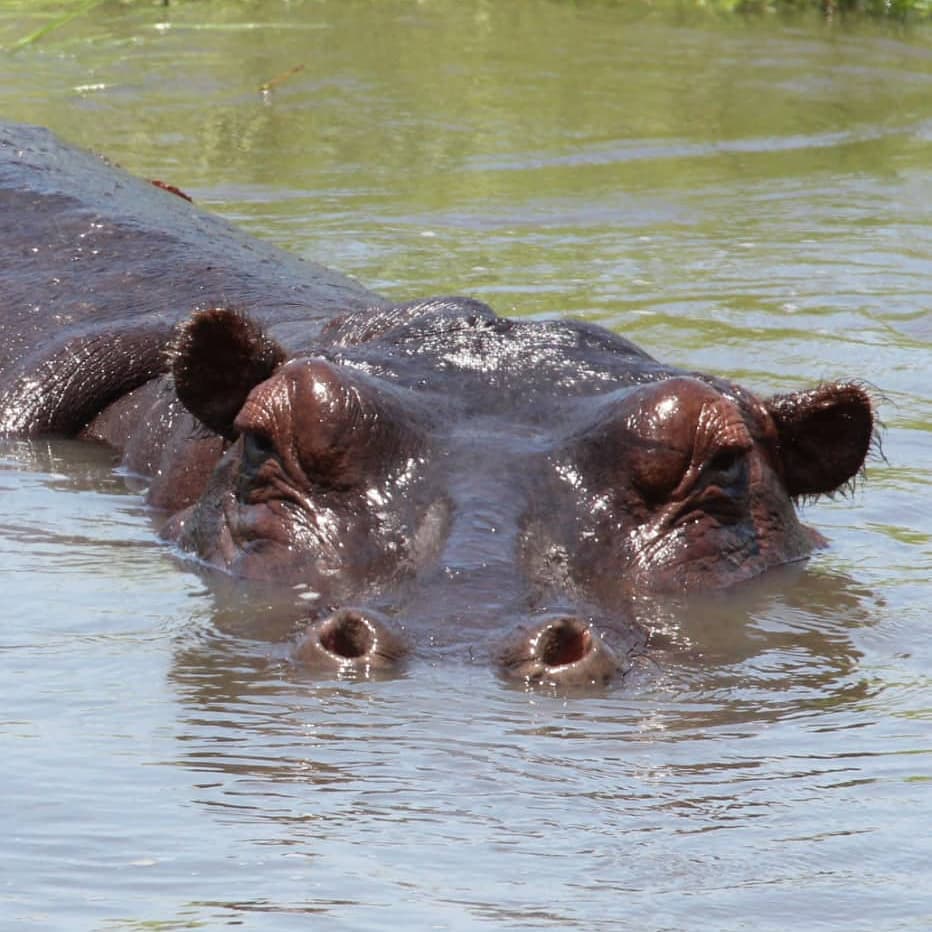 Tlou Safari Lodge - Hippo